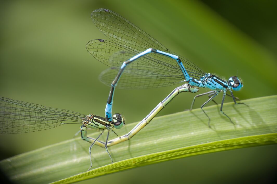 Große Pechlibellen bei der Paarung
