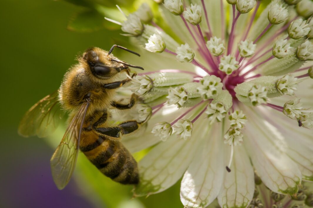 Westliche Honigbiene