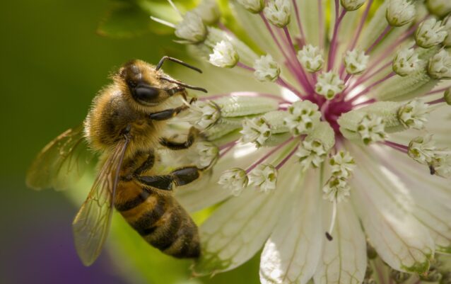 Westliche Honigbiene