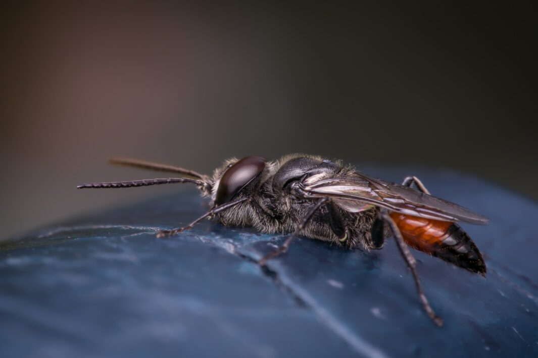 Heuschreckensandwespe