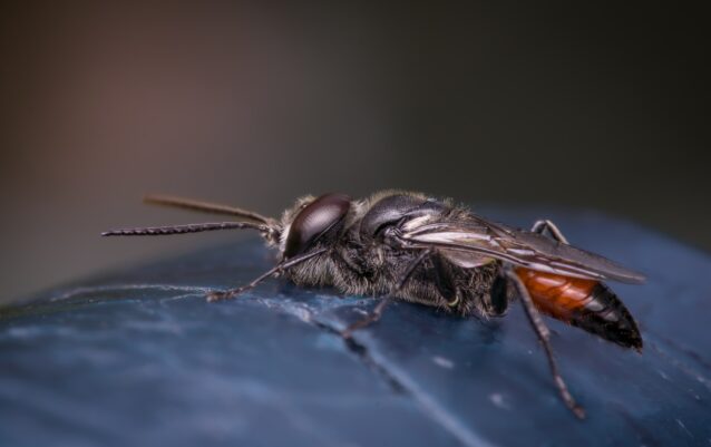 Heuschreckensandwespe