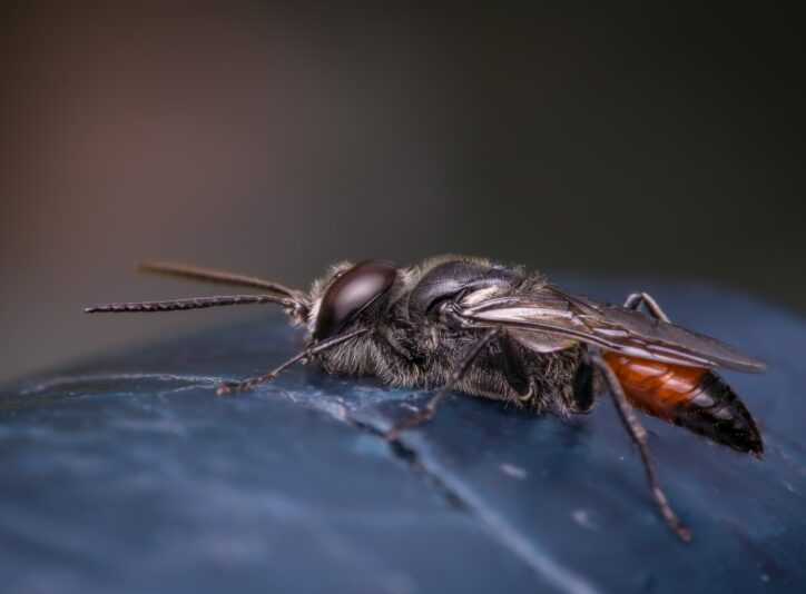 Heuschreckensandwespe