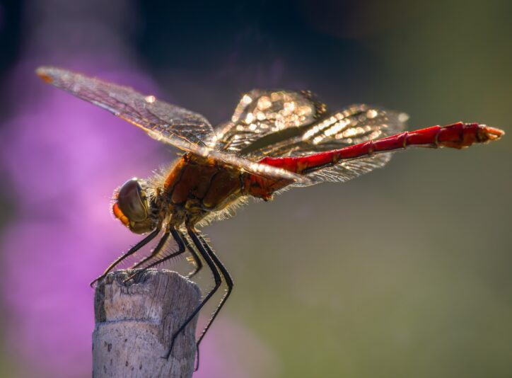 Blutrote Heidelibelle