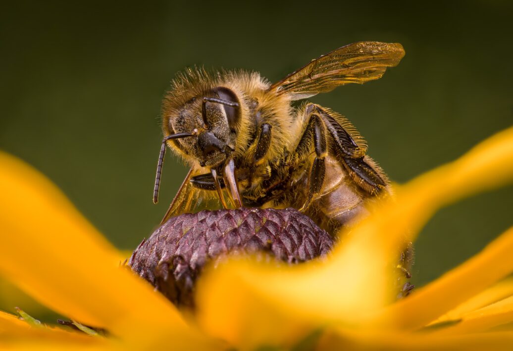 Westliche Honigbiene