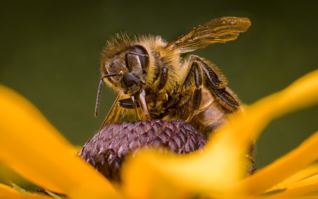 Westliche Honigbiene