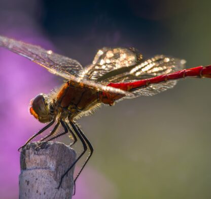 A7407890-SharpenAI-Motion