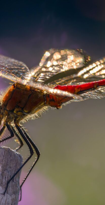 A7407890-SharpenAI-Motion