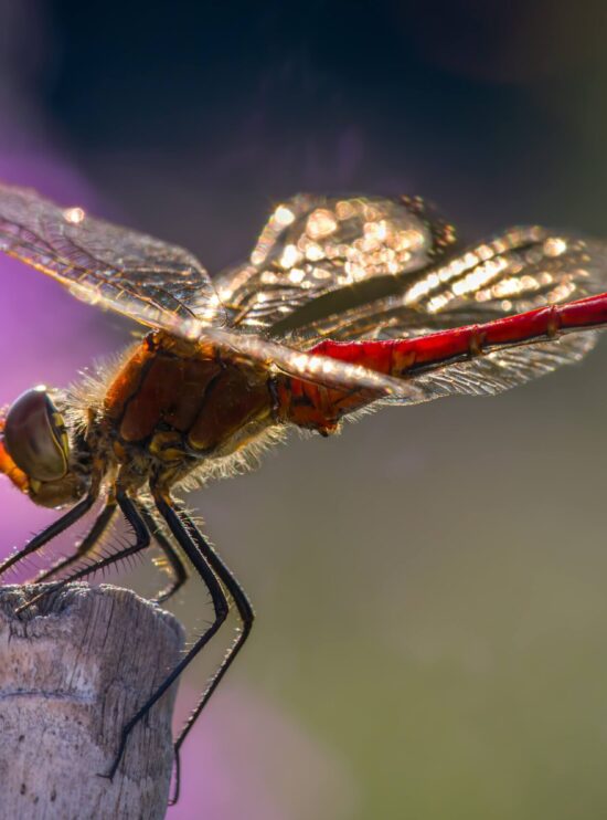 A7407890-SharpenAI-Motion