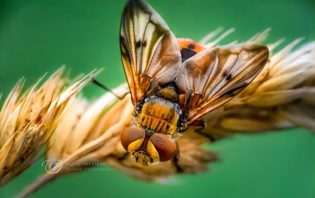 _STE2484-stecking15bilder-SharpenAI-Focus _STE2484-stecking15bilder-SharpenAI-Focus