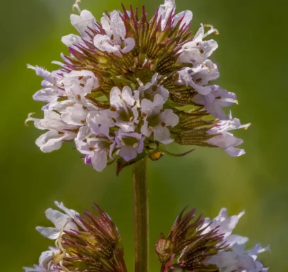 2024-08-03 09-18-47 (B,R8,S4)-SharpenAI-Motion-Edit