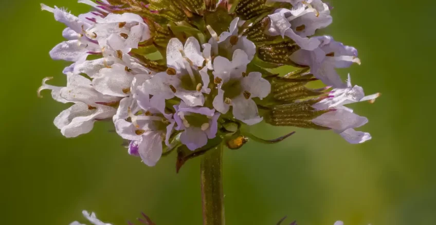 2024-08-03 09-18-47 (B,R8,S4)-SharpenAI-Motion-Edit