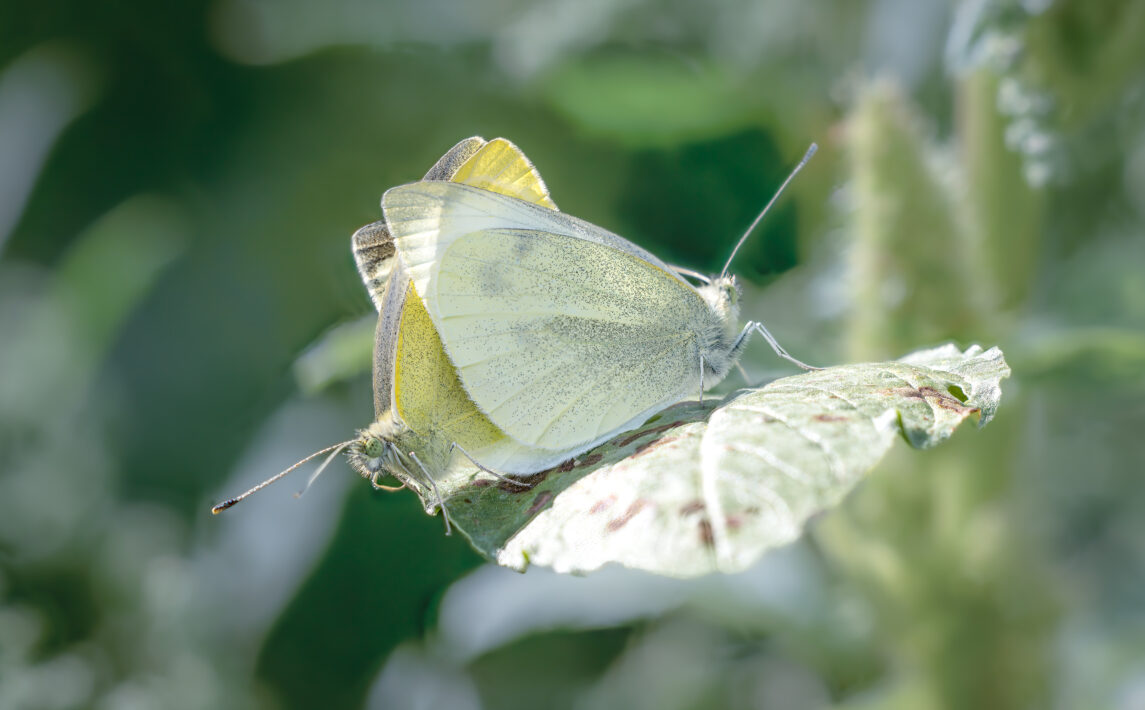 Stacked from 5 images