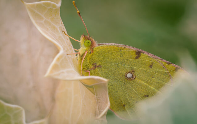 Stacked from 28 images