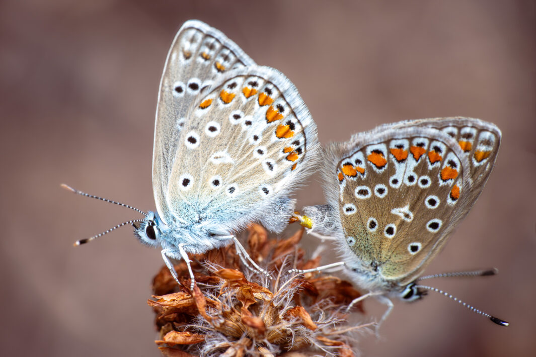 Hauhechel-Bläuling (Polyommatus icarus)