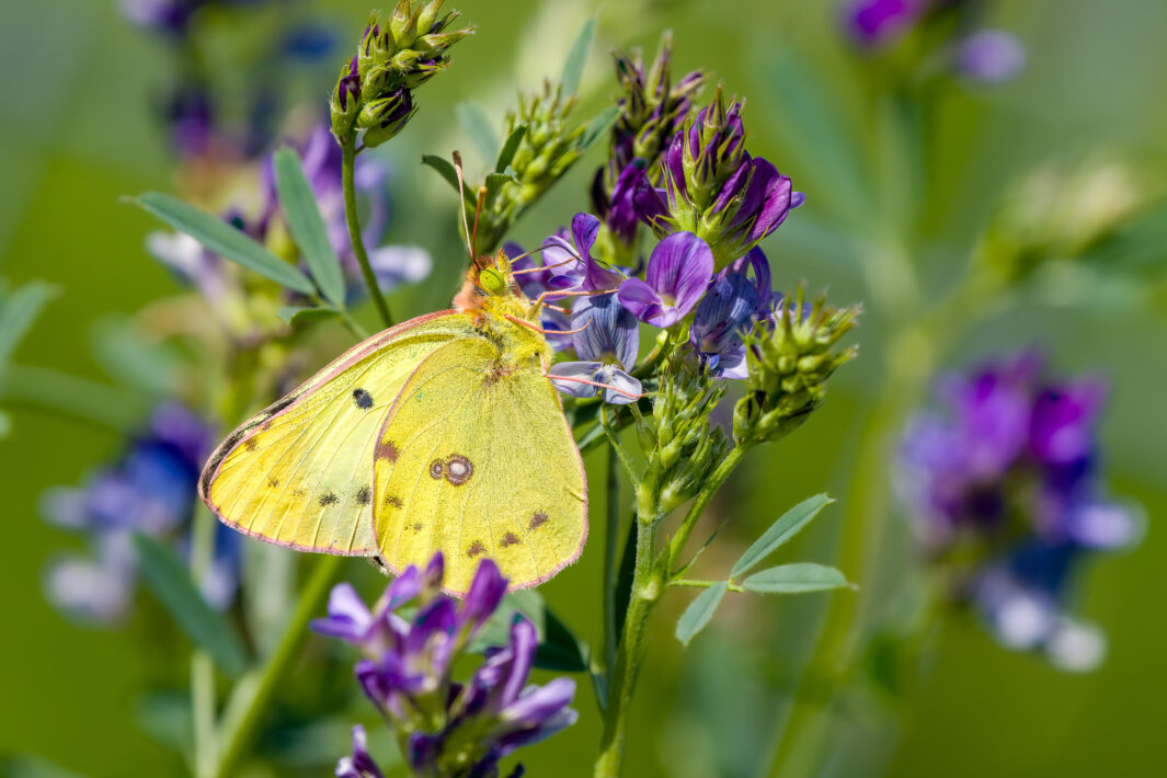 Goldene Acht (Colias hyale)