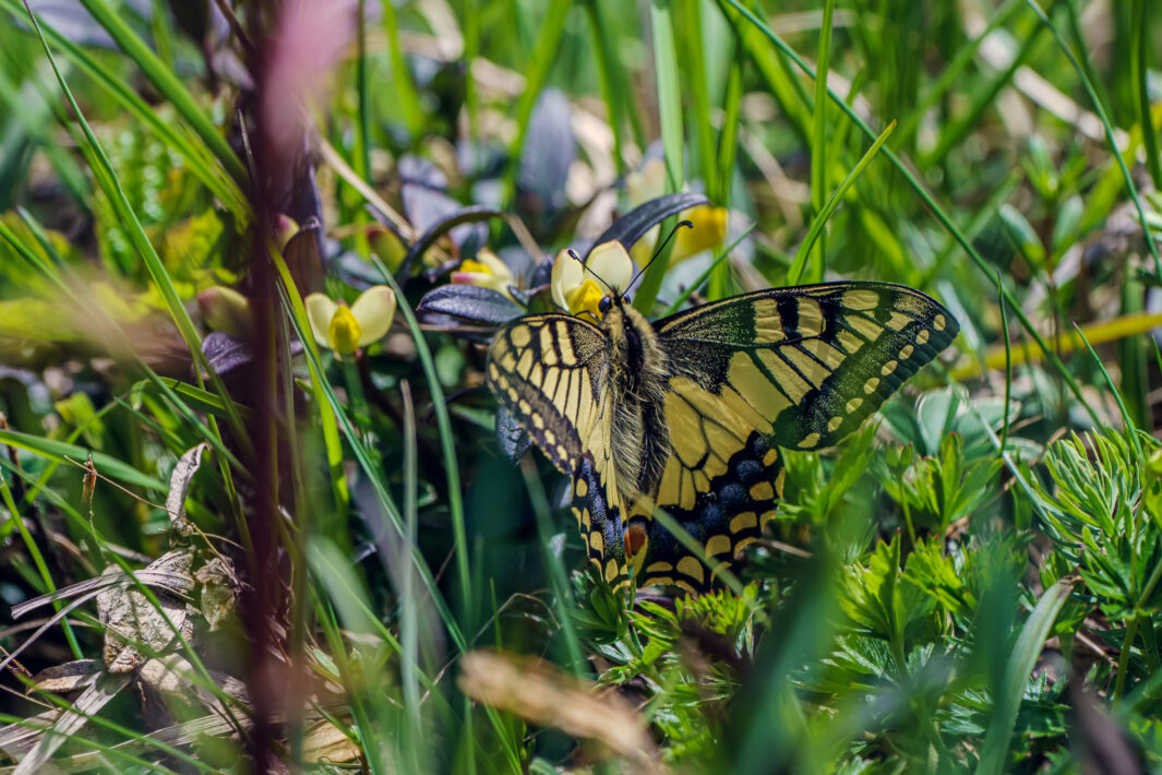 Schwalbenschwanz (Papilio machaon)