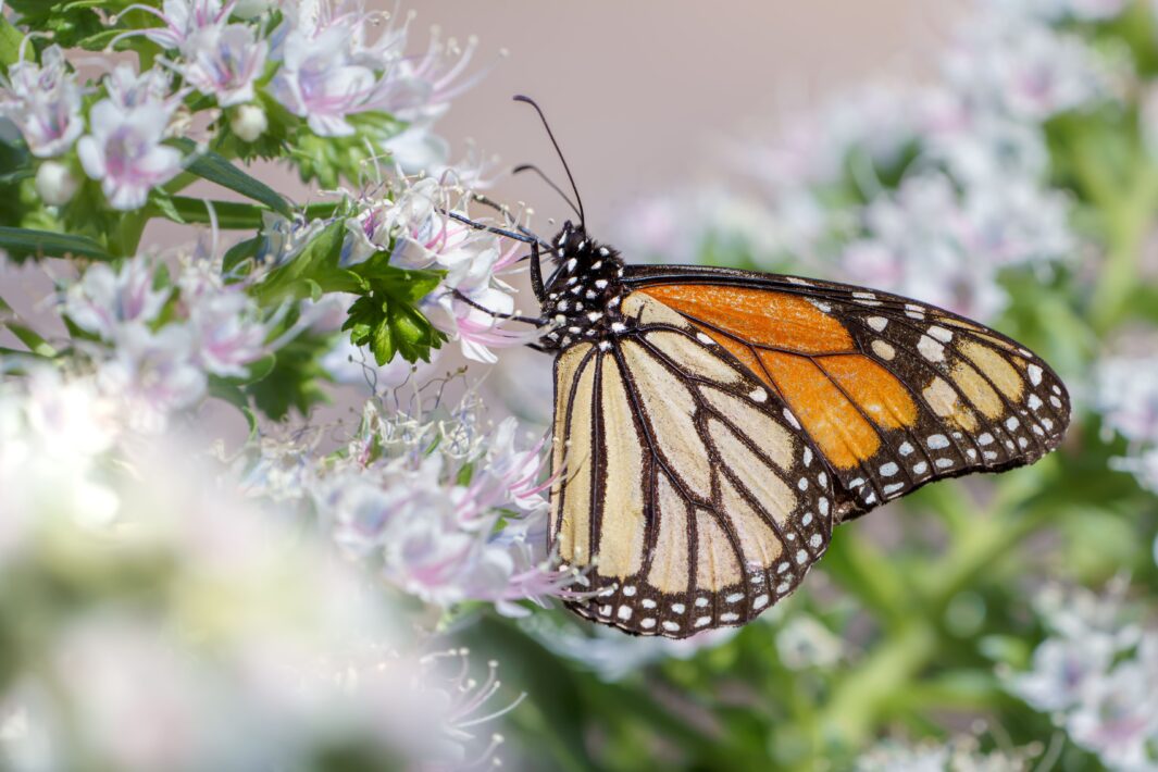 Monarchfalter (Danaus plexippus)