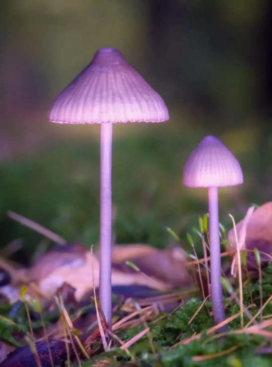 DSC04200-SharpenAI-Motion