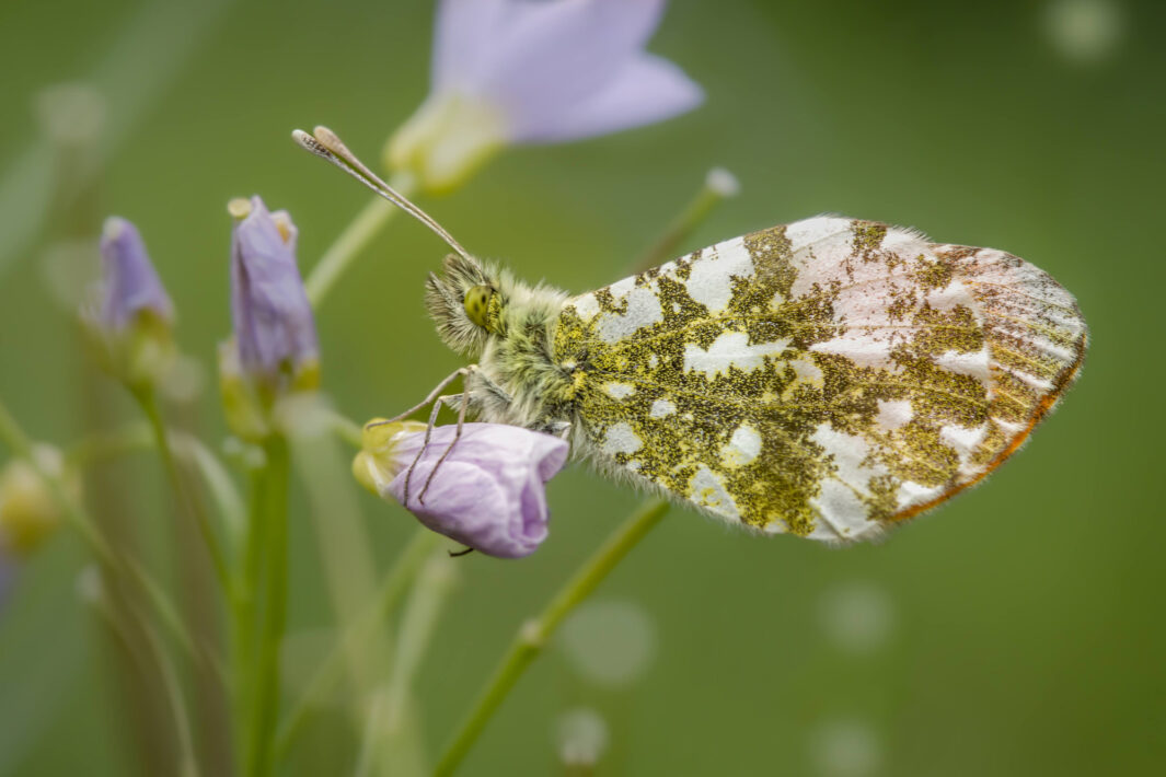 Aurorafalter (Anthocharis cardamines)