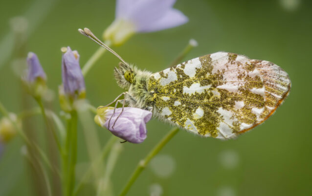 Aurorafalter (Anthocharis cardamines)