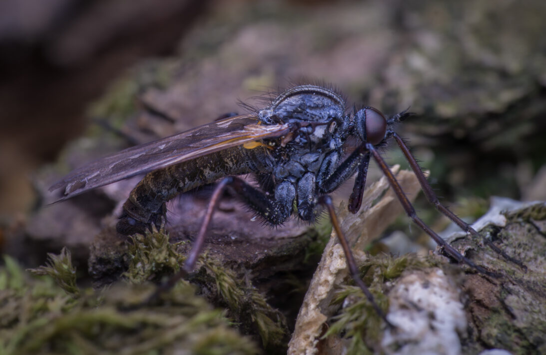 Tanzfliege (Empididae)