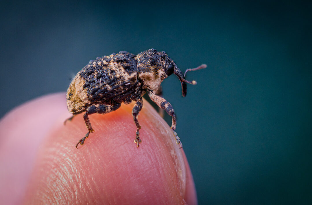 Erlenwürger (Cryptorhynchus lapathi)