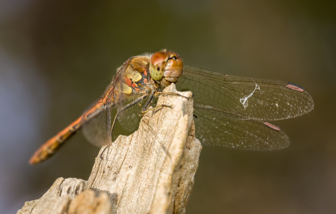Großen Heidelibelle