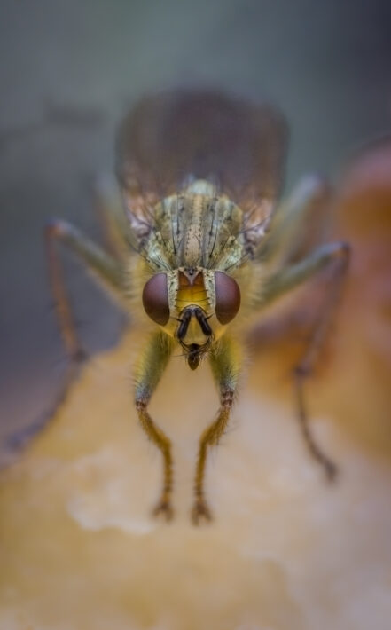 Gelbe Dungfliege (Scathophaga stercoraria)