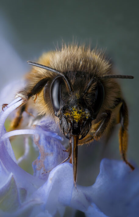 Westliche Honigbiene