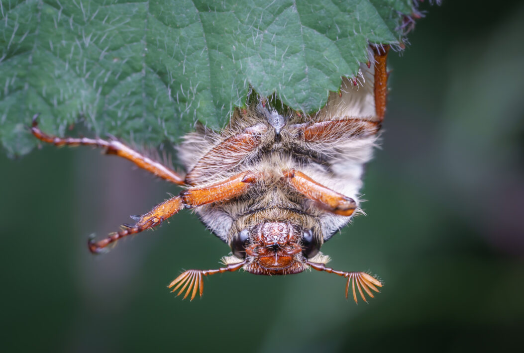 Feldmaikäfer (Melolontha melolontha)