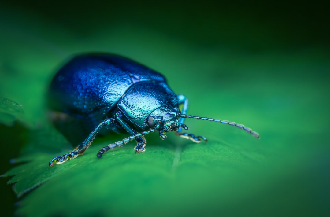 Himmelblauer Blattkäfer