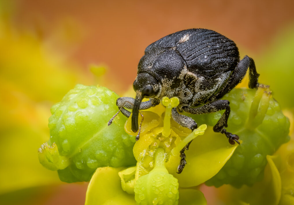 Weißpunktige Schwertlilienrüssler (Mononychus punctumalbum)