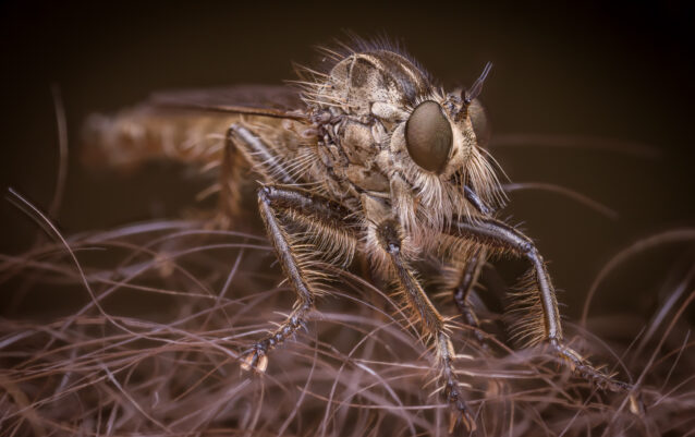 Raubfliege (Familie Asilidae)