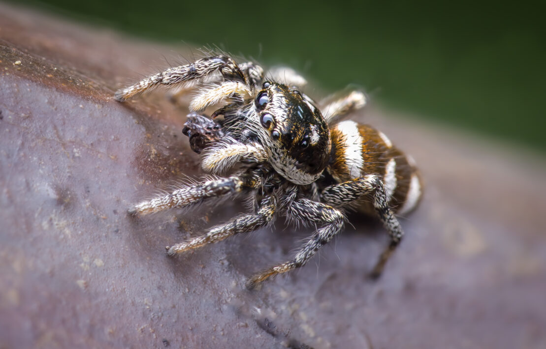Zebraspringspinne (Salticus scenicus)