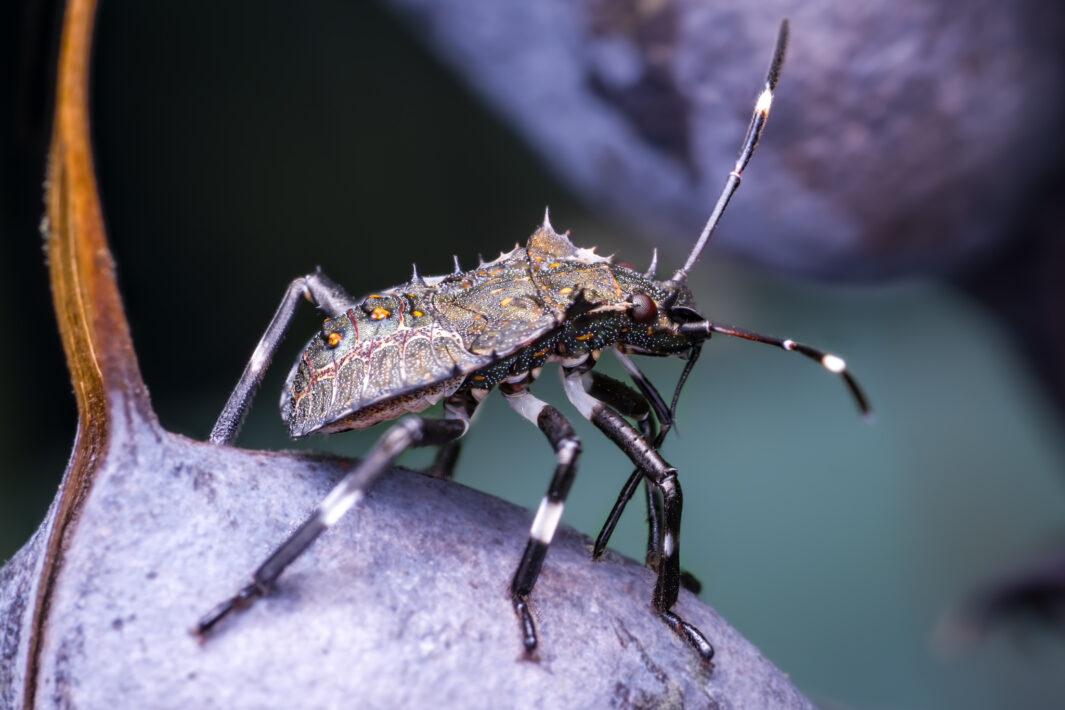 Marmorierten Baumwanze (Halyomorpha halys)