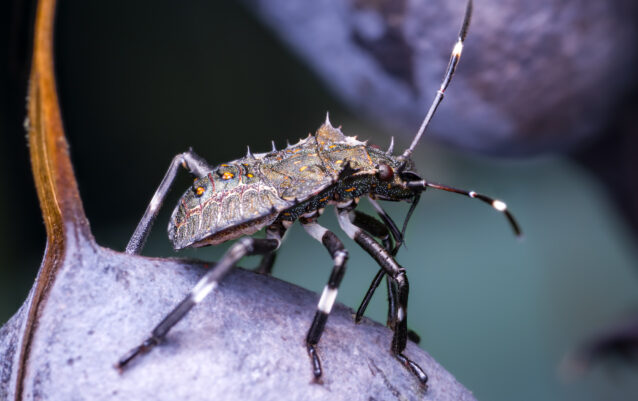 Marmorierten Baumwanze (Halyomorpha halys)