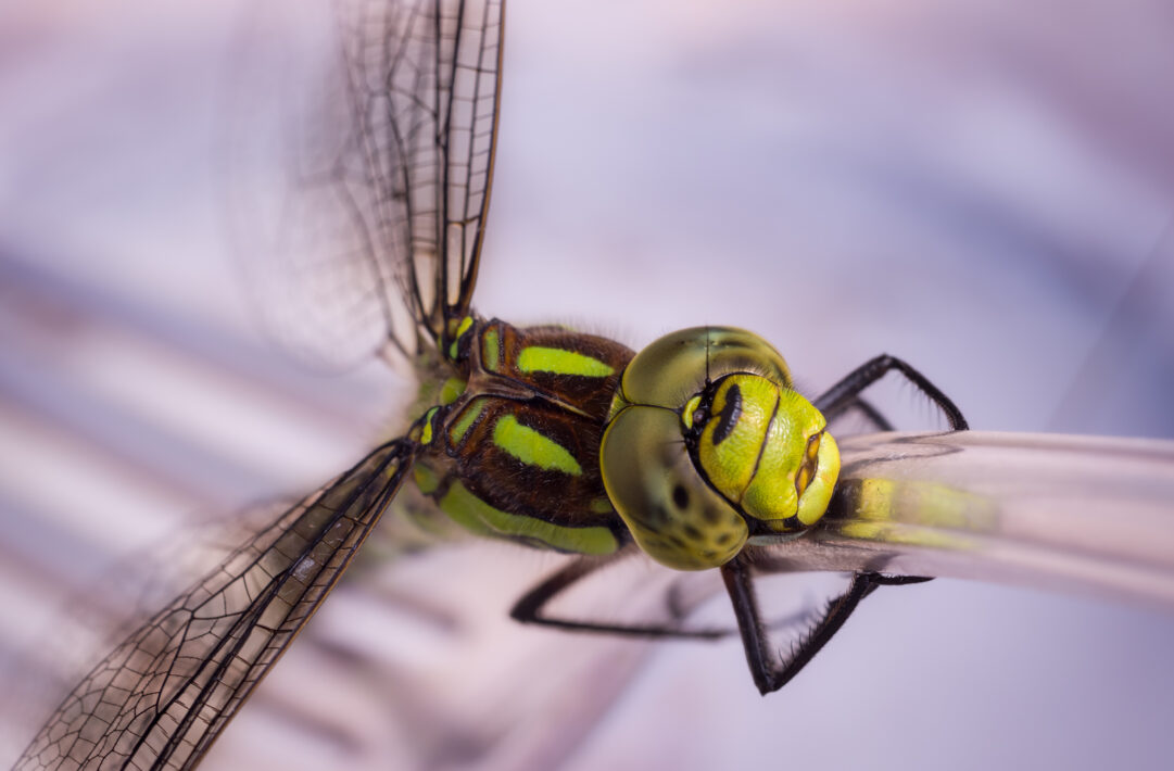 Grüne Mosaikjungfer