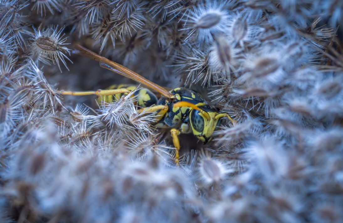 Gemeine Wespe (Vespula vulgaris)