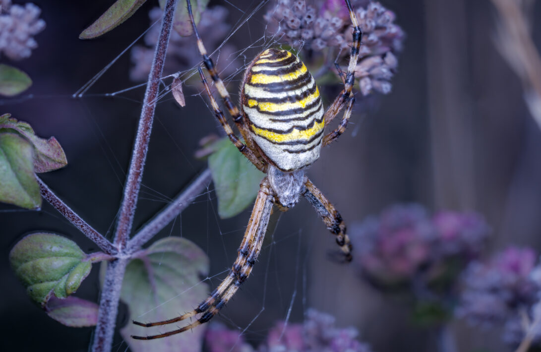 Wespenspinne (Argiope bruennichi)