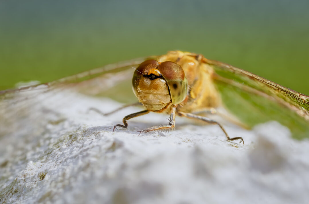 2024-10-09 21-14-46 (B,R8,S4)-Edit