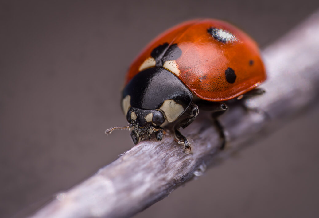 Siebenpunkt-Marienkäfer