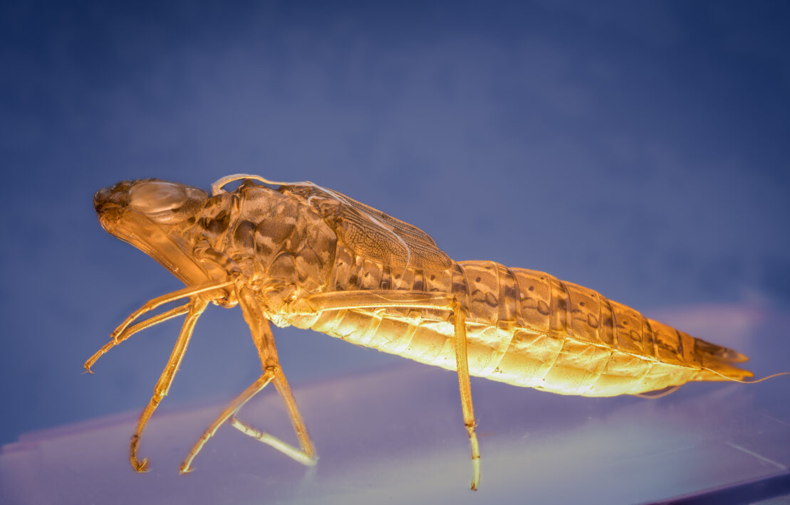 leere Larvenhüllen von einer Libelle