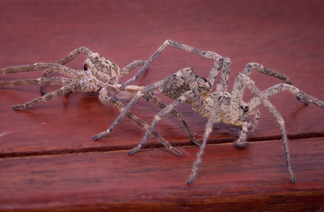 Häutung einer jungen Wolfspinne