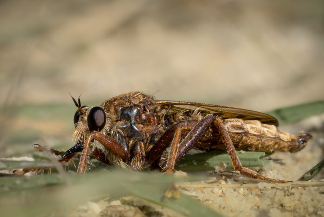 Hornissen-Raubfliege (Asilus crabroniformis)