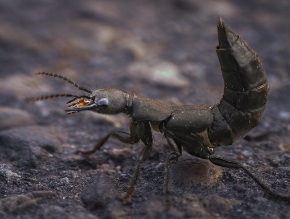 Schwarzer Moderkäfer