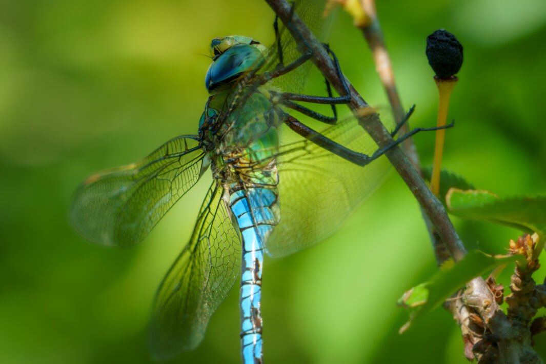 Große Königslibelle
