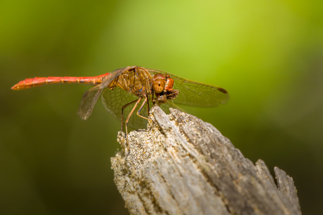 Gemeine Heidelibelle
