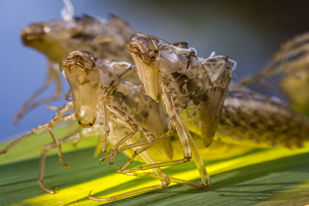leere Larvenhüllen von Libellen