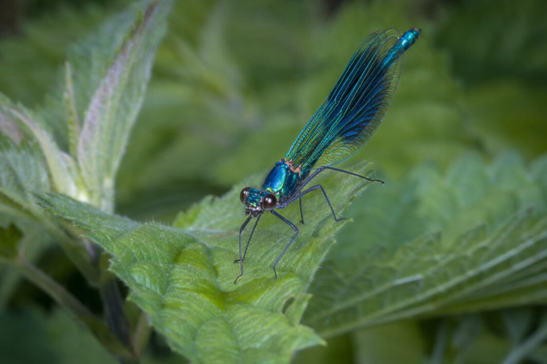 Gebänderte Prachtlibelle