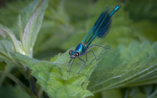 Gebänderte Prachtlibelle